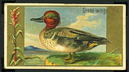 24 Green-Winged Teal